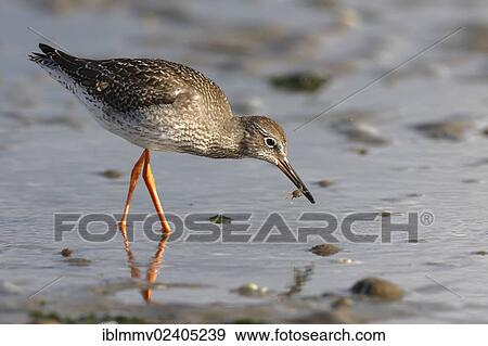 "Common Redshank (Tringa totanus) searching for food in the mud, with Edible Crab or Brown Crab (Cancer pagurus), Minsener Oog, East Frisian Islands, Lower Saxony Wadden Sea National Park, Lower Saxony, Germany, Europe" View Large Photo Image Stock Photo - "Common Redshank (Tringa totanus) searching for food in the mud, with Edible Crab or Brown Crab (Cancer pagurus), Minsener Oog, East Frisian Islands, Lower Saxony Wadden Sea National Park, Lower Saxony, Germany, Europe". Fotosearch