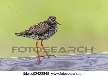 Common Redshank (Tringa totanus), Texel, Holland, Netherlands, Europe View Large Photo Image Stock Photo - Common Redshank (Tringa totanus), Texel, Holland, Netherlands, Europe. Fotosearch