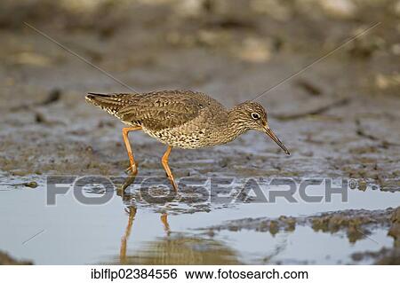 "Common Redshank (Tringa totanus), adult, walking on mud, Suffolk, England, United Kingdom, Europe" View Large Photo Image Stock Photograph - "Common Redshank (Tringa totanus), adult, walking on mud, Suffolk, England, United Kingdom, Europe". Fotosearch