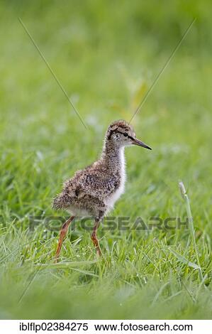"Common Redshank (Tringa totanus), chick, walking on grass, Suffolk, England, United Kingdom, Europe" View Large Photo Image Stock Photography - "Common Redshank (Tringa totanus), chick, walking on grass, Suffolk, England, United Kingdom, Europe". Fotosearch