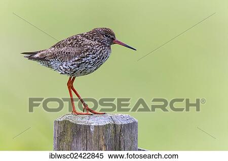 Common Redshank (Tringa totanus), Texel, Holland, Netherlands, Europe View Large Photo Image Stock Photography - Common Redshank (Tringa totanus), Texel, Holland, Netherlands, Europe. Fotosearch