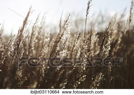 "Common Reed (Phragmites australis), seed heads, East Frisian Islands, Langeoog, Lower Saxony, Germany, Europe" View Large Photo Image Picture - "Common Reed (Phragmites australis), seed heads, East Frisian Islands, Langeoog, Lower Saxony, Germany, Europe". Fotosearch
