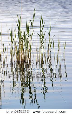 Picture - "Common Reed (Phragmites australis), Seewinkel, Burgenland, Austria, Europe". Fotosearch