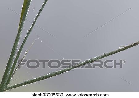 "Common Reed (Phragmites australis) with cobwebs and dew, Haren, Emsland, Lower Saxony, Germany, Europe" View Large Photo Image Stock Image - "Common Reed (Phragmites australis) with cobwebs and dew, Haren, Emsland, Lower Saxony, Germany, Europe". Fotosearch