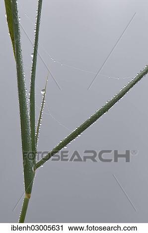 "Common Reed (Phragmites australis) with cobwebs and dew, Haren, Emsland, Lower Saxony, Germany, Europe" View Large Photo Image Stock Image - "Common Reed (Phragmites australis) with cobwebs and dew, Haren, Emsland, Lower Saxony, Germany, Europe". Fotosearch