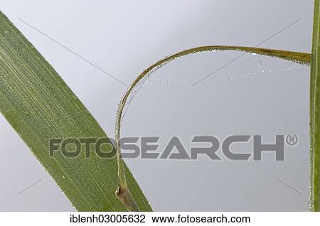"Common Reed (Phragmites australis) with cobwebs and dew, Haren, Emsland, Lower Saxony, Germany, Europe" View Large Photo Image Stock Image - "Common Reed (Phragmites australis) with cobwebs and dew, Haren, Emsland, Lower Saxony, Germany, Europe". Fotosearch