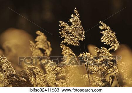 Stock Image - Common Reed (Phragmites australis, Phragmites communis), panicles against the light, Thuringia, Germany, Europe. Fotosearch