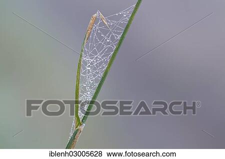 "Common Reed (Phragmites australis) with cobwebs and dew, Haren, Emsland, Lower Saxony, Germany, Europe" View Large Photo Image Stock Photo - "Common Reed (Phragmites australis) with cobwebs and dew, Haren, Emsland, Lower Saxony, Germany, Europe". Fotosearch