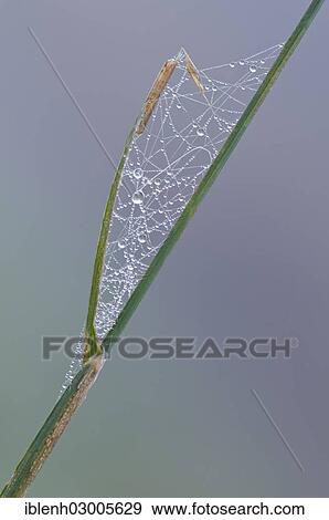 "Common Reed (Phragmites australis) with cobwebs and dew, Haren, Emsland, Lower Saxony, Germany, Europe" View Large Photo Image Stock Photo - "Common Reed (Phragmites australis) with cobwebs and dew, Haren, Emsland, Lower Saxony, Germany, Europe". Fotosearch