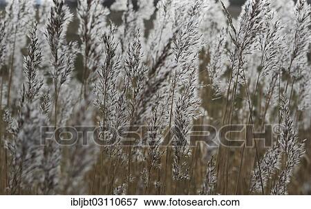 "Common Reed (Phragmites australis), seed heads, East Frisian Islands, Langeoog, Lower Saxony, Germany, Europe" View Large Photo Image Stock Photo - "Common Reed (Phragmites australis), seed heads, East Frisian Islands, Langeoog, Lower Saxony, Germany, Europe". Fotosearch