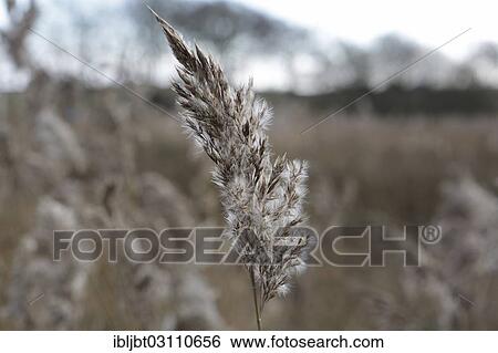 "Common Reed (Phragmites australis), seed head, East Frisian Islands, Langeoog, Lower Saxony, Germany, Europe" View Large Photo Image Stock Photograph - "Common Reed (Phragmites australis), seed head, East Frisian Islands, Langeoog, Lower Saxony, Germany, Europe". Fotosearch