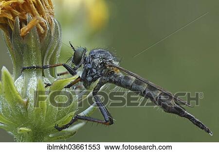 "Common Robberfly (Tolmerus atricapillus), Hesse, Germany, Europe" View Large Photo Image Stock Image - "Common Robberfly (Tolmerus atricapillus), Hesse, Germany, Europe". Fotosearch