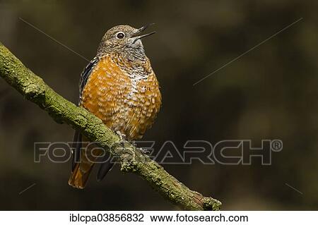 Stock Image - "Common Rock Thrush (Monticola saxatilis), captive, Innsbruck Alpine Zoo, Tyrol, Austria, Europe". Fotosearch