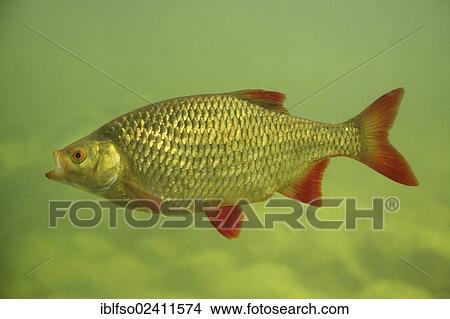 Common Rudd (Scardinius erythrophtalmus), Mecklenburg-Western Pomerania, Germany, Europe View Large Photo Image Picture - Common Rudd (Scardinius erythrophtalmus), Mecklenburg-Western Pomerania, Germany, Europe. Fotosearch