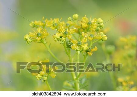 "Common Rue or Herb-of-grace (Ruta graveolens), inflorescence" View Large Photo Image Picture - "Common Rue or Herb-of-grace (Ruta graveolens), inflorescence". Fotosearch