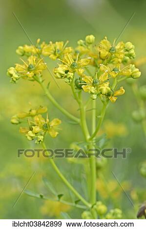"Common Rue or Herb-of-grace (Ruta graveolens), inflorescence" View Large Photo Image Stock Photo - "Common Rue or Herb-of-grace (Ruta graveolens), inflorescence". Fotosearch