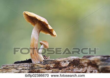 "Common Rustgill (Gymnopilus penetrans), fruiting bodies, fresh young specimen sheltering under more mature specimen, Bostall Woods, Royal Borough of Greenwich, Inner London, England, United Kingdom, Europe" View Large Photo Image Stock Image - "Common Rustgill (Gymnopilus penetrans), fruiting bodies, fresh young specimen sheltering under more mature specimen, Bostall Woods, Royal Borough of Greenwich, Inner London, England, United Kingdom, Europe". Fotosearch