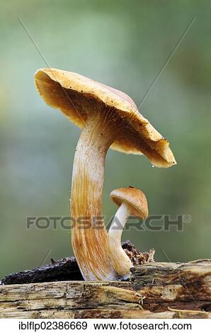 Stock Photo - "Common Rustgill (Gymnopilus penetrans), fruiting bodies, fresh young specimen sheltering under more mature specimen, Bostall Woods, Royal Borough of Greenwich, Inner London, England, United Kingdom, Europe". Fotosearch