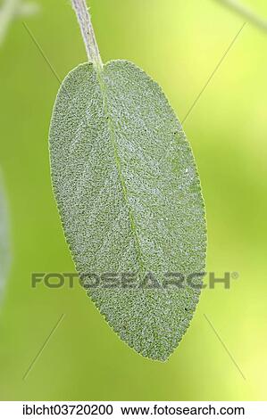 Stock Image - "Common Sage (Salvia officinalis), leaf, North Rhine-Westphalia, Germany, Europe". Fotosearch