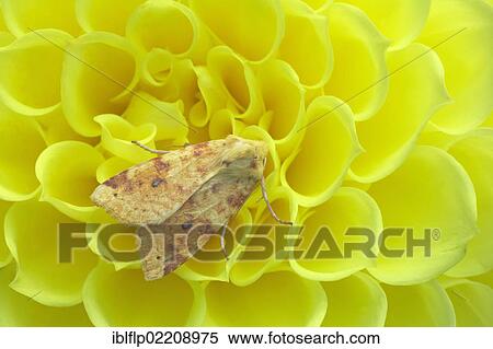 Stock Photography - "Common Sallow (Xanthia icteritia), adult, resting on yellow dahlia flower, Essex, England, United Kingdom, Europe". Fotosearch
