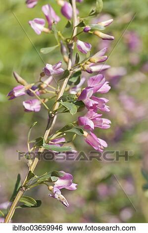Stock Photograph - "Common Salt Tree (Halimodendron halodendron), flowering, native to Asia, Saxony, Germany, Europe". Fotosearch