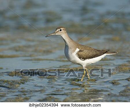 "Common Sandpiper (Actitis hypoleucos), Lesbos, Greece, Europe" View Large Photo Image Picture - "Common Sandpiper (Actitis hypoleucos), Lesbos, Greece, Europe". Fotosearch