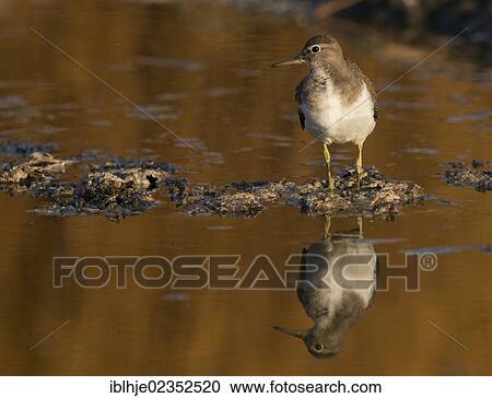 "Common Sandpiper (Actitis hypoleucos), Lesbos, Greece, Europe" View Large Photo Image Stock Image - "Common Sandpiper (Actitis hypoleucos), Lesbos, Greece, Europe". Fotosearch