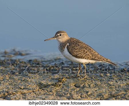 "Common Sandpiper (Actitis hypoleucos), Lesbos, Greece, Europe" View Large Photo Image Stock Photo - "Common Sandpiper (Actitis hypoleucos), Lesbos, Greece, Europe". Fotosearch
