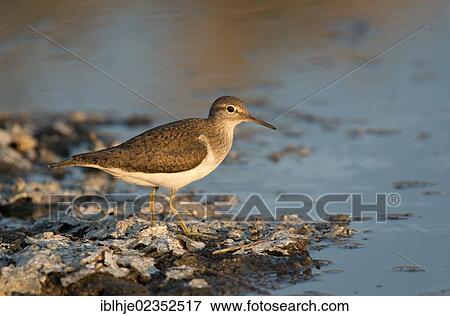 "Common Sandpiper (Actitis hypoleucos), Lesbos, Greece, Europe" View Large Photo Image Stock Photo - "Common Sandpiper (Actitis hypoleucos), Lesbos, Greece, Europe". Fotosearch