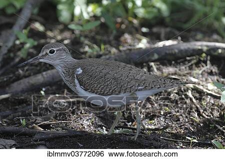 "Common Sandpiper (Actitis hypoleucos) in search of food, Mecklenburg-Vorpommern, Germany, Europe" View Large Photo Image Stock Photograph - "Common Sandpiper (Actitis hypoleucos) in search of food, Mecklenburg-Vorpommern, Germany, Europe". Fotosearch