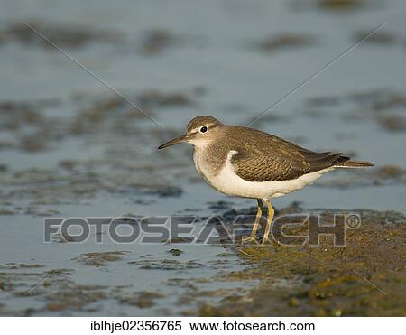 "Common Sandpiper (Actitis hypoleucos), Lesbos, Greece, Europe" View Large Photo Image Stock Photography - "Common Sandpiper (Actitis hypoleucos), Lesbos, Greece, Europe". Fotosearch