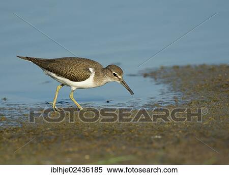 Stock Photography - "Common Sandpiper (Actitis hypoleucos), Lesbos, Greece, Europe". Fotosearch
