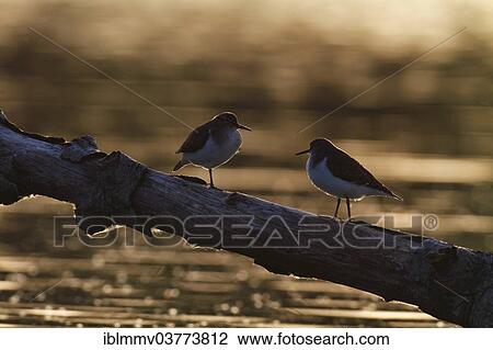 Stock Image - "Common Sandpipers (Actitis hypoleucos), pair during a courtship display, with backlighting on a branch, Mecklenburg-Vorpommern, Germany, Europe". Fotosearch