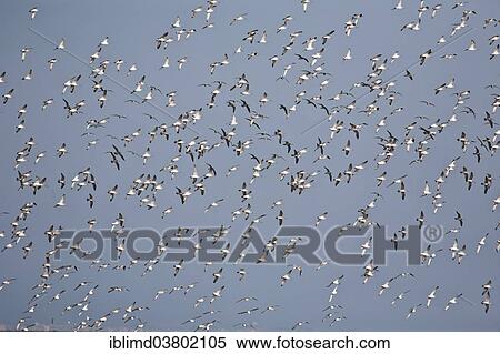 "Common Sandpipers (Actitis hypoleucos), flock in flight, Oman, Asia" View Large Photo Image Stock Photography - "Common Sandpipers (Actitis hypoleucos), flock in flight, Oman, Asia". Fotosearch