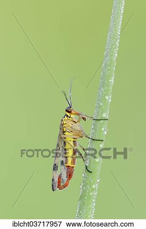 "Common Scorpionfly (Panorpa communis), male on a blade of grass with morning dew, North Rhine-Westphalia, Germany, Europe" View Large Photo Image Stock Photo - "Common Scorpionfly (Panorpa communis), male on a blade of grass with morning dew, North Rhine-Westphalia, Germany, Europe". Fotosearch