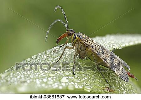 "Common Scorpionfly (Panorpa communis), female, Hesse, Germany, Europe" View Large Photo Image Stock Photo - "Common Scorpionfly (Panorpa communis), female, Hesse, Germany, Europe". Fotosearch