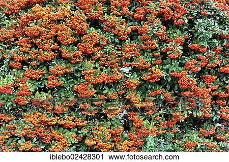 "Common sea-buckthorn, (Hippophae rhamnoides), Lauffen, Baden-Wuerttemberg, Germany, Europe" View Large Photo Image Stock Image - "Common sea-buckthorn, (Hippophae rhamnoides), Lauffen, Baden-Wuerttemberg, Germany, Europe". Fotosearch