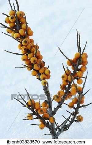 "Common sea-buckthorn (Hippophae rhamnoides), Langeoog, East Frisia, Lower Saxony, Germany, Europe" View Large Photo Image Stock Image - "Common sea-buckthorn (Hippophae rhamnoides), Langeoog, East Frisia, Lower Saxony, Germany, Europe". Fotosearch