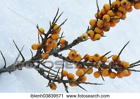 "Common sea-buckthorn (Hippophae rhamnoides), Langeoog, East Frisia, Lower Saxony, Germany, Europe" View Large Photo Image Stock Image - "Common sea-buckthorn (Hippophae rhamnoides), Langeoog, East Frisia, Lower Saxony, Germany, Europe". Fotosearch