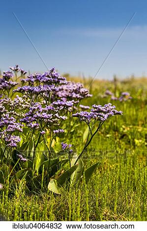"Common Sea Lavender (Limonium vulgare), North Frisian Islands, North Frisia, Schleswig-Holstein, Germany, Europe" View Large Photo Image Stock Image - "Common Sea Lavender (Limonium vulgare), North Frisian Islands, North Frisia, Schleswig-Holstein, Germany, Europe". Fotosearch