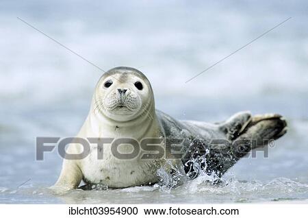 "Common Seal or Harbour Seal (Phoca vitulina), pup on a beach, Heligoland, Schleswig-Holstein, Germany, Europe" View Large Photo Image Stock Image - "Common Seal or Harbour Seal (Phoca vitulina), pup on a beach, Heligoland, Schleswig-Holstein, Germany, Europe". Fotosearch