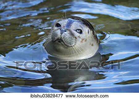 "Common Seal (Phoca vitulina), Zoo, Zurich, Switzerland, Europe" View Large Photo Image Stock Photo - "Common Seal (Phoca vitulina), Zoo, Zurich, Switzerland, Europe". Fotosearch