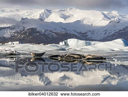 "Common Seals basking front of snowy mountains, Jokulsarlon glacier lagoon, Iceland South Coast" View Large Photo Image Stock Image - "Common Seals basking front of snowy mountains, Jokulsarlon glacier lagoon, Iceland South Coast". Fotosearch