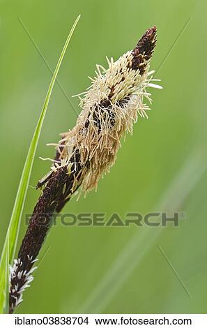 Picture - "common sedge (Carex nigra), Tyrol, Austria, Europe". Fotosearch
