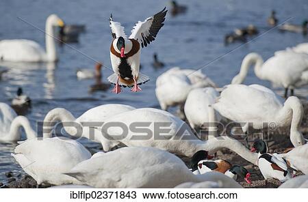 "Common Shelduck (Tadorna tadorna), adult male, in flight, trying to land at feeding site dominated by Whooper Swan (Cygnus cygnus), flock at edge of lake, Martin Mere, Lancashire, England, United Kingdom, Europe" View Large Photo Image Stock Image - "Common Shelduck (Tadorna tadorna), adult male, in flight, trying to land at feeding site dominated by Whooper Swan (Cygnus cygnus), flock at edge of lake, Martin Mere, Lancashire, England, United Kingdom, Europe". Fotosearch