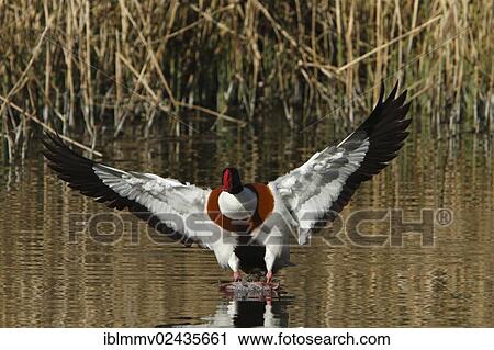 "Common Shelduck (Tadorna tadorna), male, landing, Minsener Oog island, East Frisian Islands, Lower Saxony Wadden Sea, Lower Saxony, Germany, Europe" View Large Photo Image Stock Image - "Common Shelduck (Tadorna tadorna), male, landing, Minsener Oog island, East Frisian Islands, Lower Saxony Wadden Sea, Lower Saxony, Germany, Europe". Fotosearch