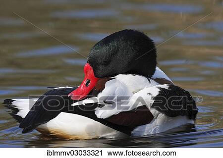 Stock Image - "Common Shelduck (Tadorna tadorna), Ostriesische Inseln, Friesland, Lower Saxony, Germany, Europe". Fotosearch