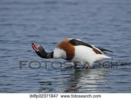 "Common Shelduck (Tadorna tadorna), adult female, in aggressive posture towards rival, standing in shallow water, Chichester Harbour, West Sussex, England, United Kingdom, Europe" View Large Photo Image Stock Photo - "Common Shelduck (Tadorna tadorna), adult female, in aggressive posture towards rival, standing in shallow water, Chichester Harbour, West Sussex, England, United Kingdom, Europe". Fotosearch