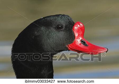 "Common Shelduck (Tadorna tadorna), Ostriesische Inseln, Friesland, Lower Saxony, Germany, Europe" View Large Photo Image Stock Photo - "Common Shelduck (Tadorna tadorna), Ostriesische Inseln, Friesland, Lower Saxony, Germany, Europe". Fotosearch