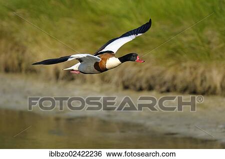 Common Shelduck (Tadorna tadorna), drake in flight, Texel, Wadden Islands, Netherlands, Holland, Europe View Large Photo Image Stock Photograph - Common Shelduck (Tadorna tadorna), drake in flight, Texel, Wadden Islands, Netherlands, Holland, Europe. Fotosearch